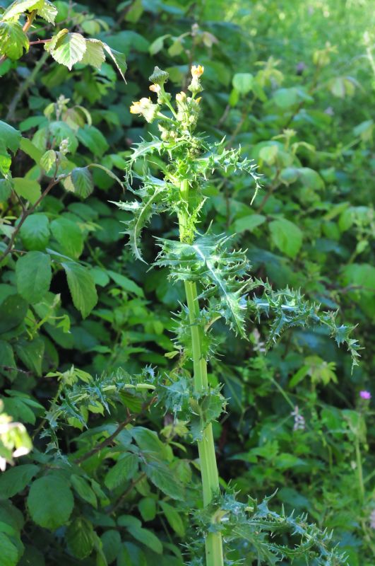 Sonchus cfr. asper